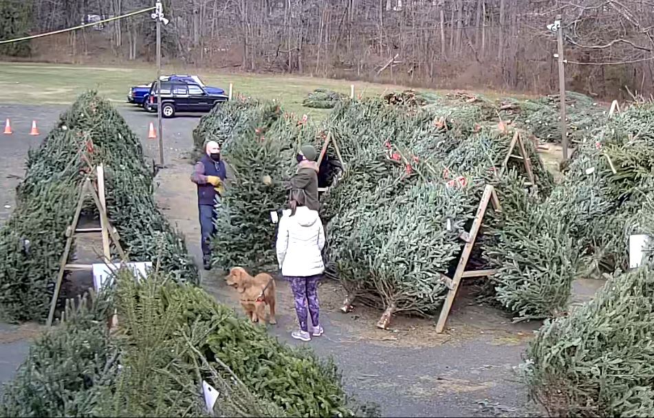 Tree Lot on December 12 2020